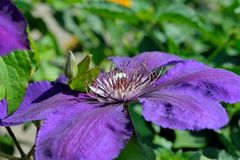 Clematis