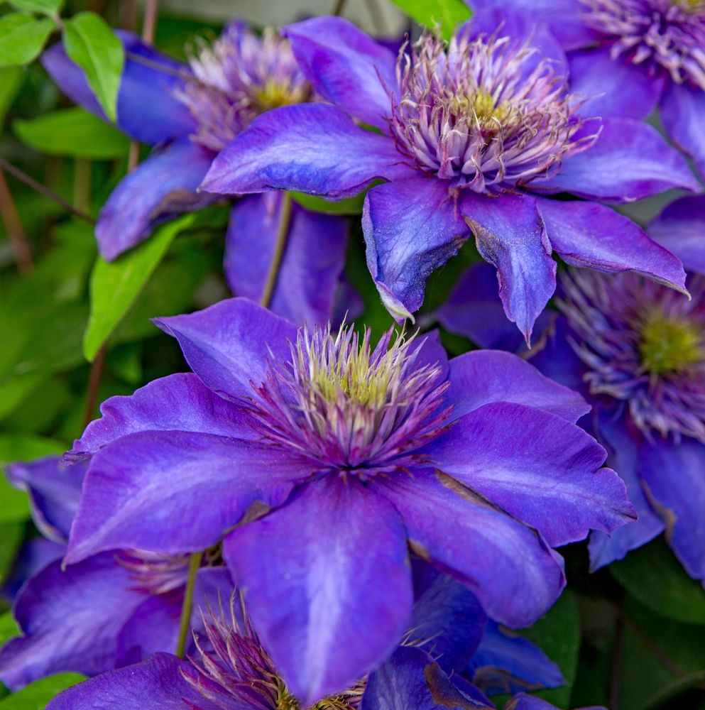 Clematis Foto & Bild | abstraktes, pflanzen, pilze & flechten, blüten- & kleinpflanzen Bilder ...