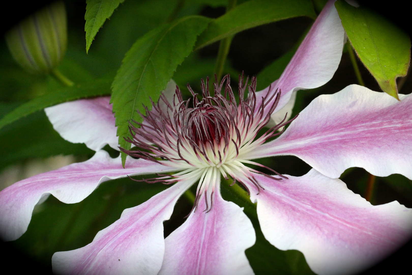 Clematis