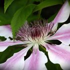 Clematis