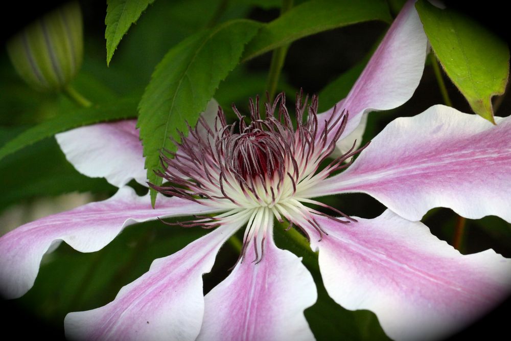 Clematis