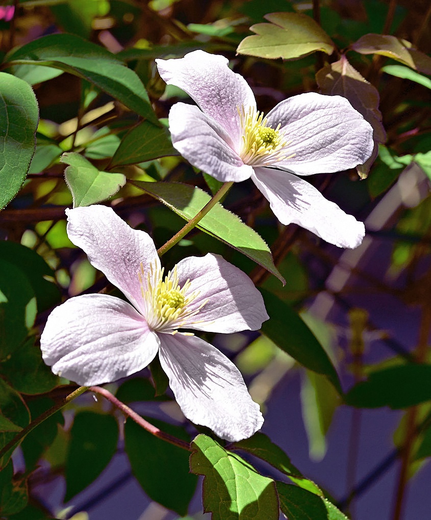 Clematis