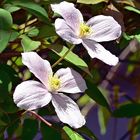 Clematis