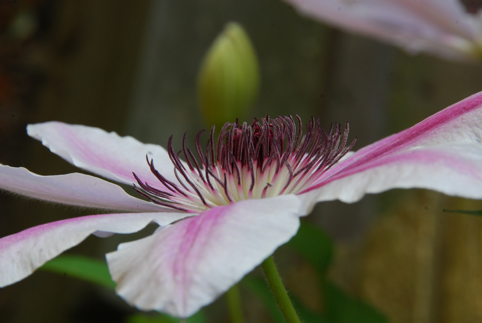 Clematis