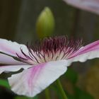 Clematis