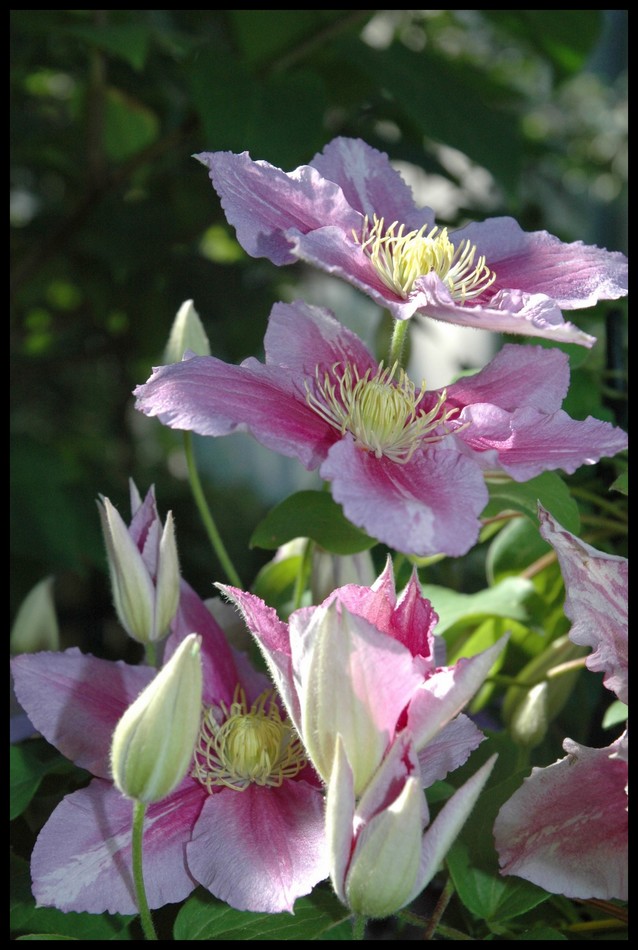 Clematis