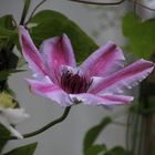 Clematis