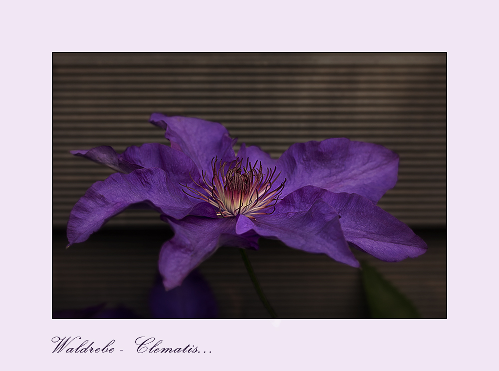 Clematis....