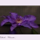 Clematis....