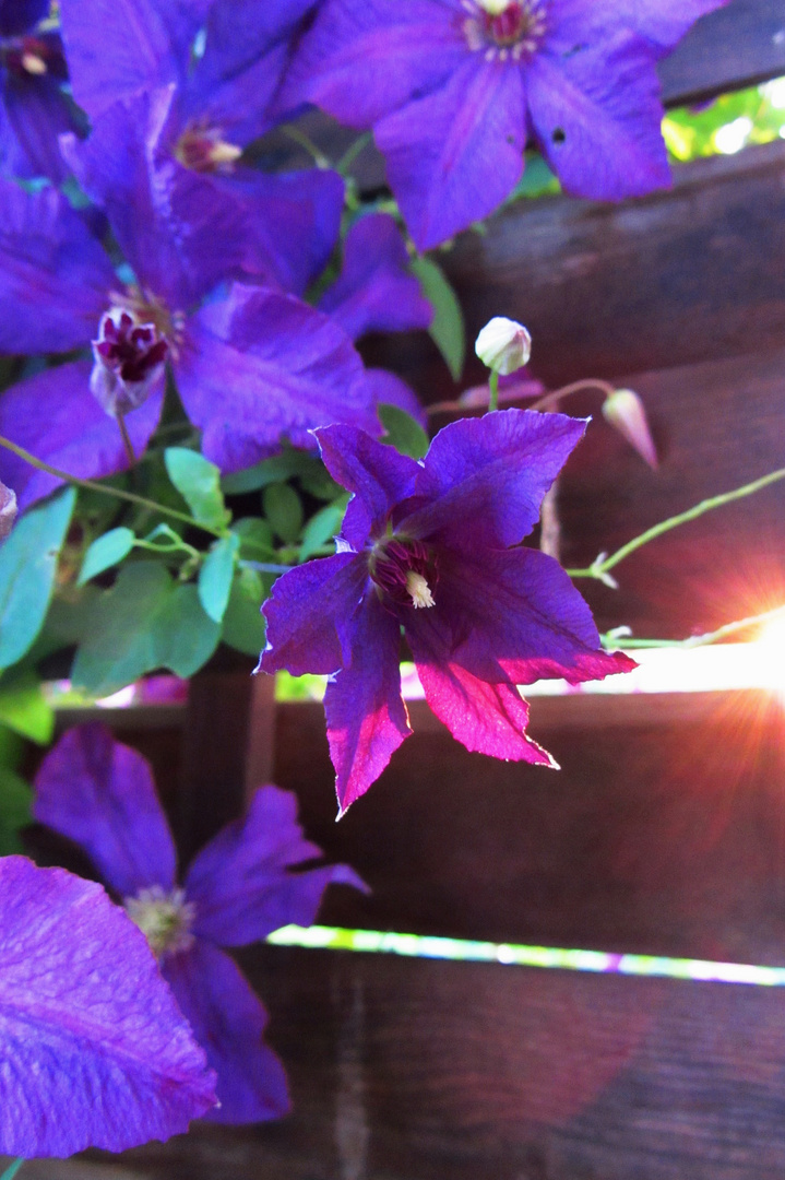 Clematis