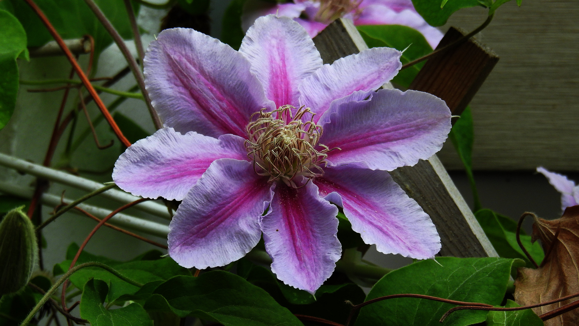 Clematis  