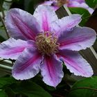 Clematis  