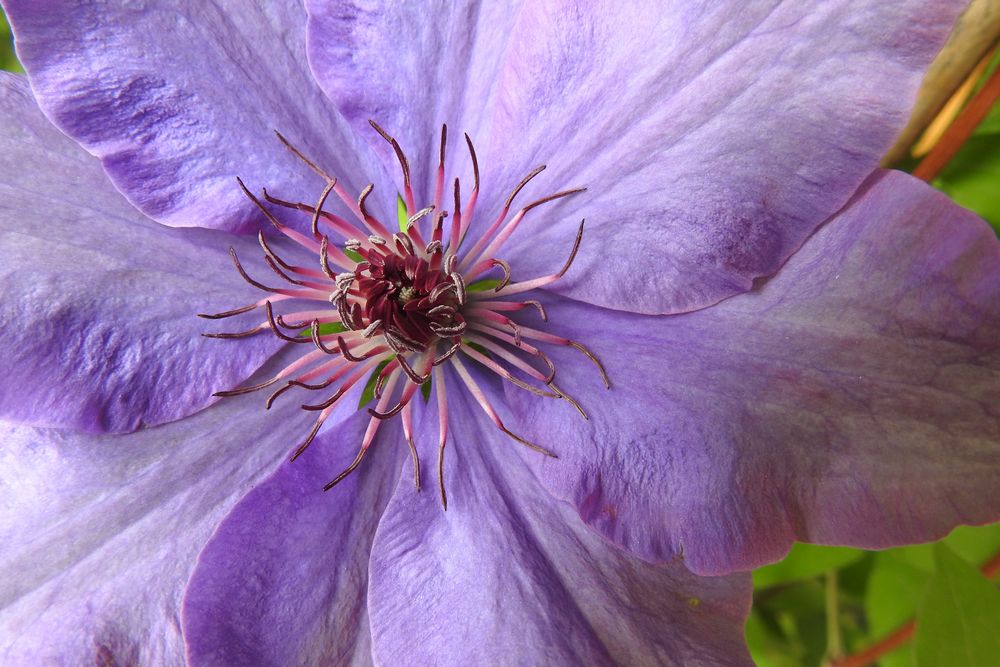 Clematis