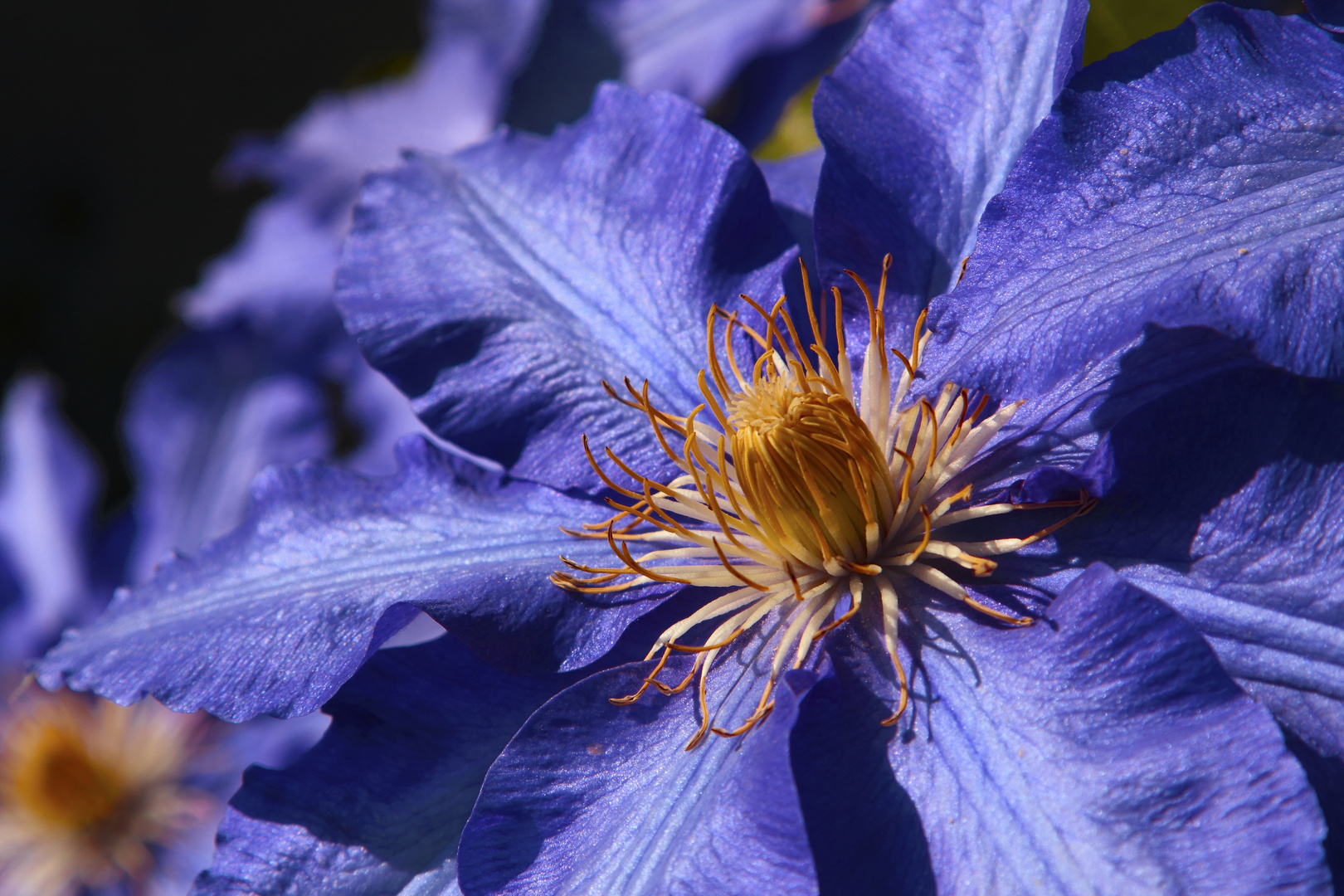 Clematis