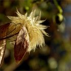 Clematis