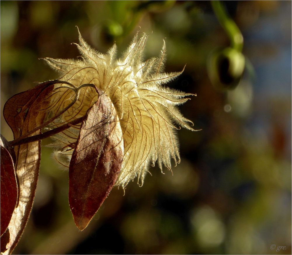 Clematis Foto & Bild dezember, clematis, Bilder auf
