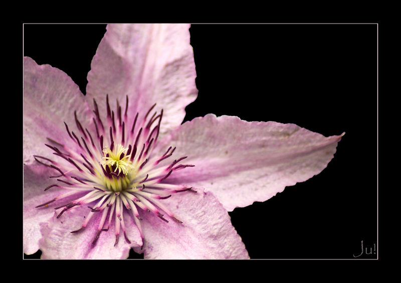 Clematis