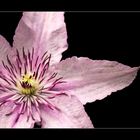 Clematis