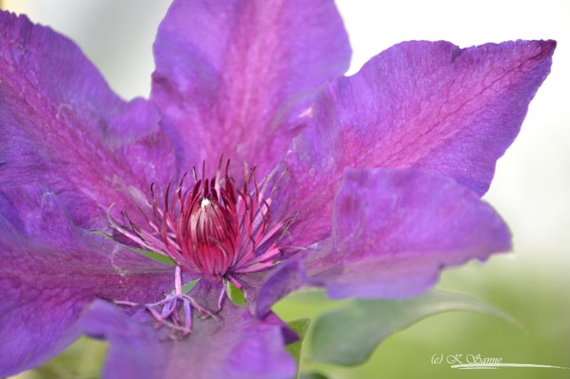 Clematis