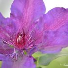 Clematis