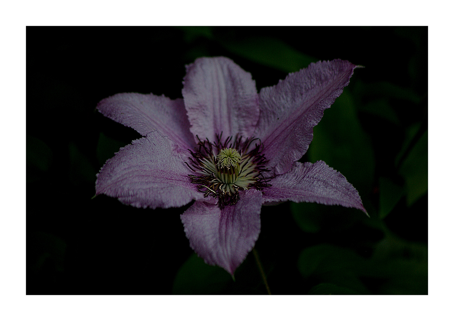 Clematis