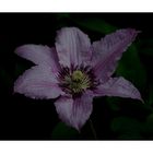 Clematis