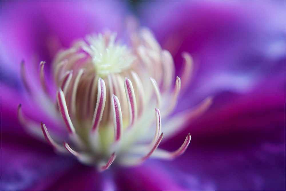 ... clematis ...