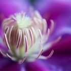 ... clematis ...