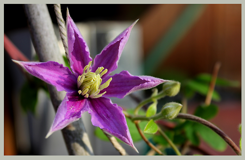 - clematis -