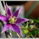 - clematis -