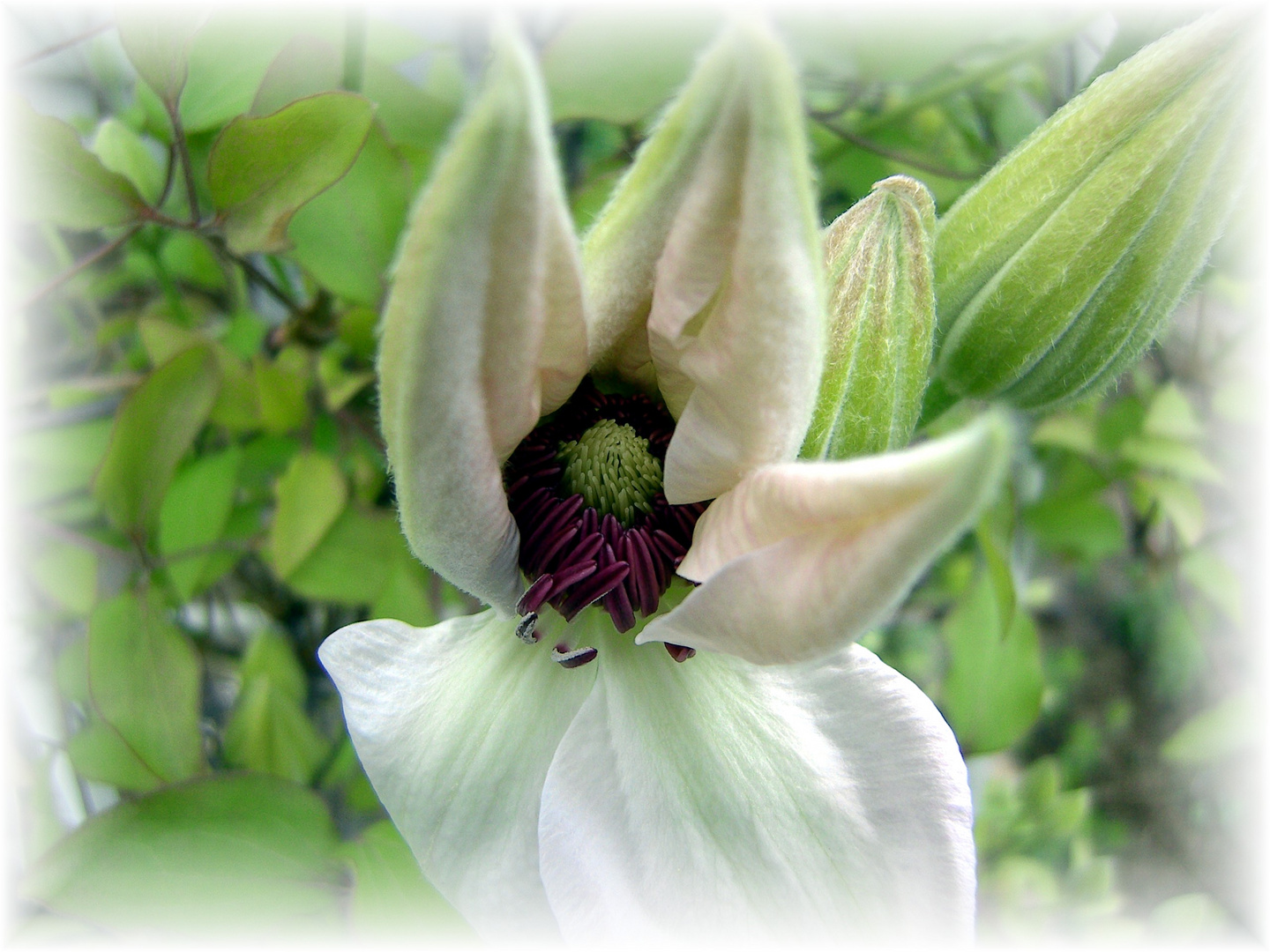 Clematis