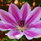 |Clematis|