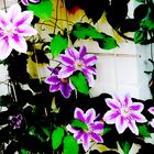 Clematis 5