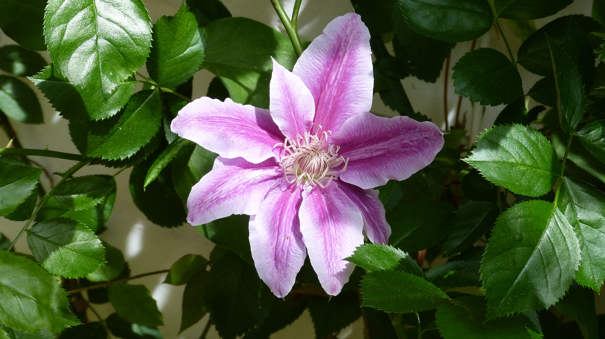 Clematis 5