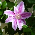 Clematis 5