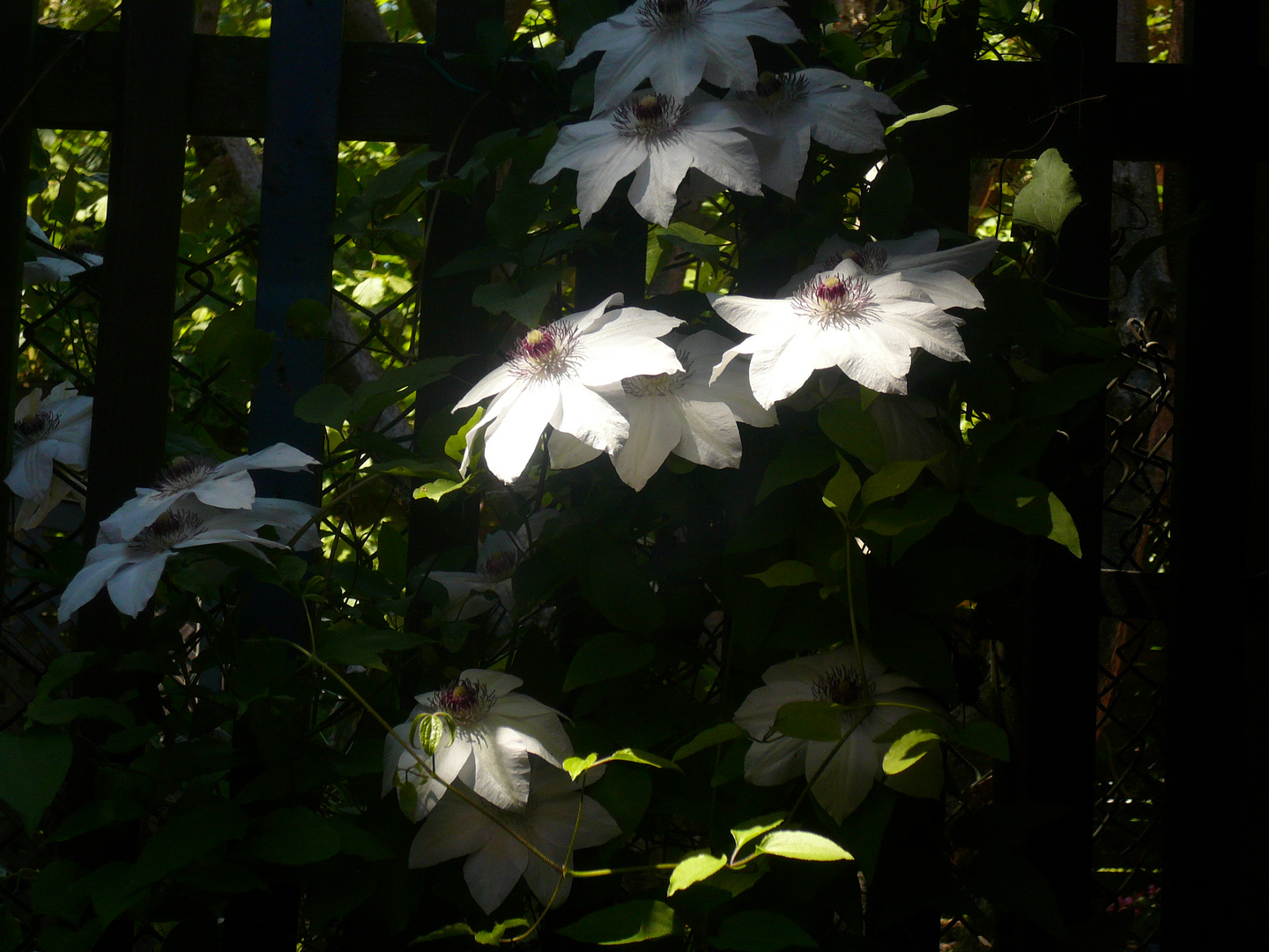 clematis