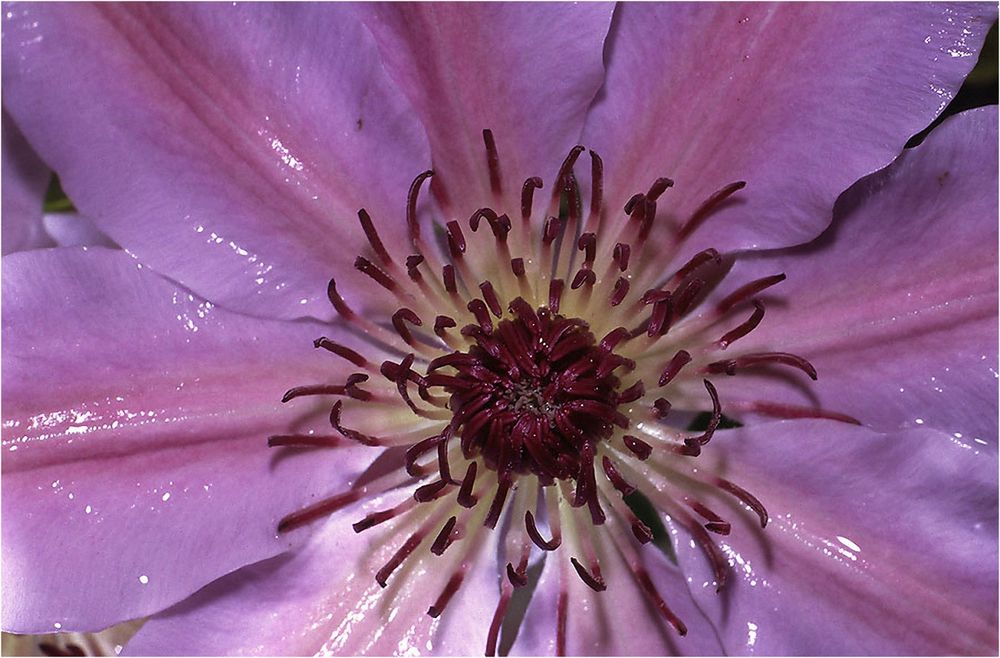 Clematis