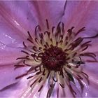 Clematis