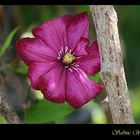 Clematis