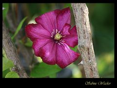 Clematis