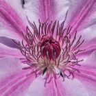 Clematis