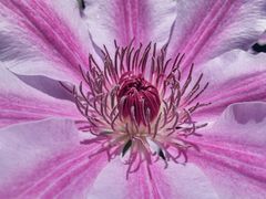 Clematis