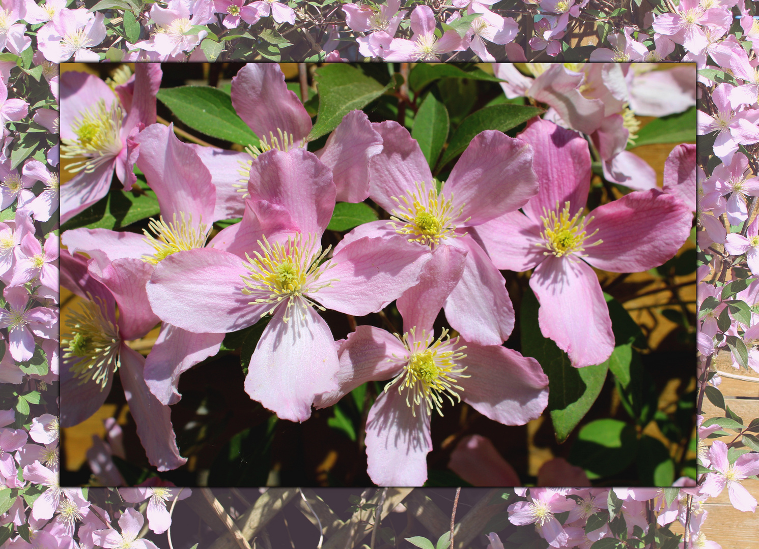 Clematis ...