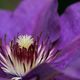 Clematis