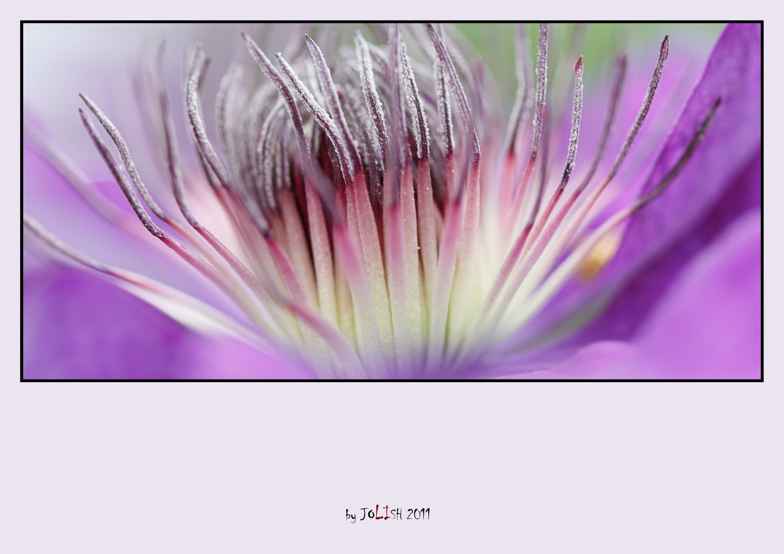 Clematis