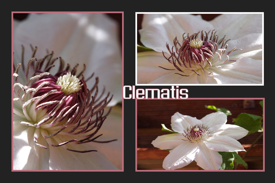 Clematis