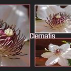 Clematis