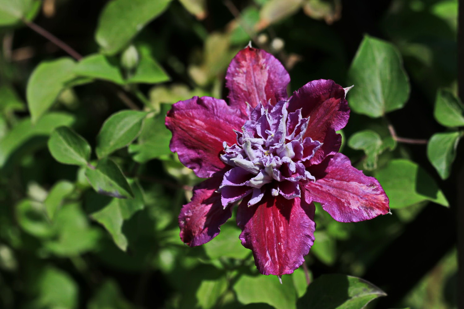 Clematis