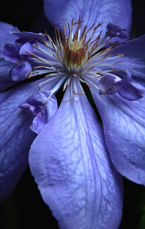 Clematis