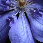 Clematis